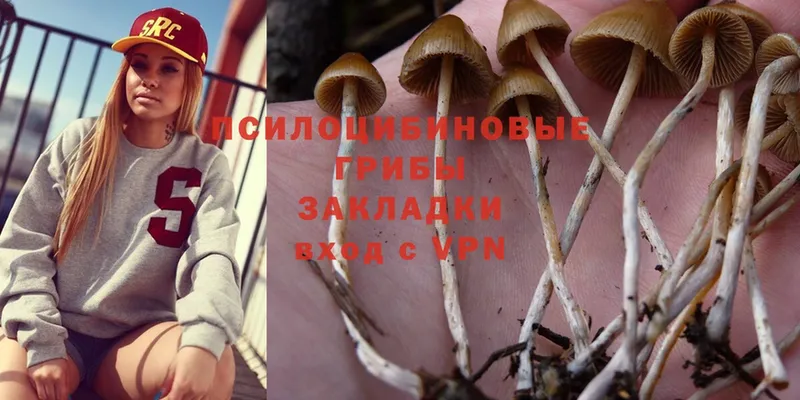 Галлюциногенные грибы Psilocybe  Ногинск 